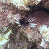 Picture taken during the dive