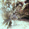 Picture taken during the dive
