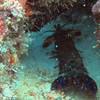 Picture taken during the dive