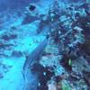Picture taken during the dive