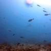 Picture taken during the dive