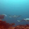 Picture taken during the dive