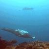 Picture taken during the dive