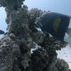 Picture taken during the dive