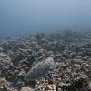 Picture taken during the dive