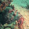 Picture taken during the dive