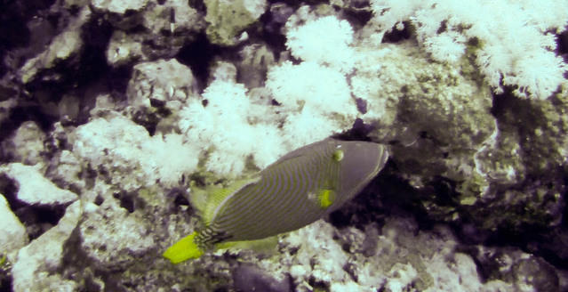 Ocean College - Dive Center in Egypt