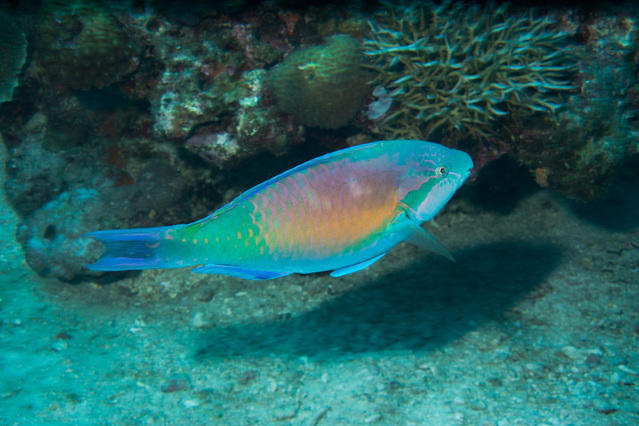 Mari Mari Dive Centre - Dive Center