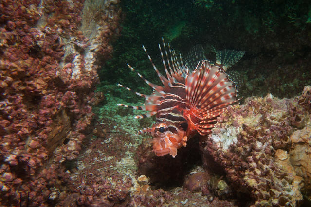 Diving in 香港, Sai Kung - By Kenneth Yung