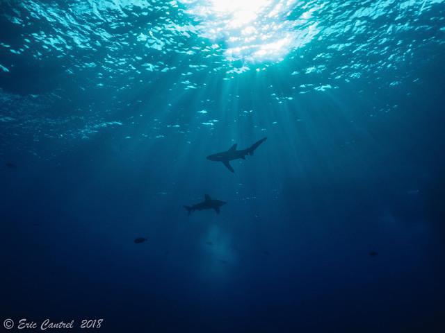 Diving Attitude (plongée France) - Dive Center in Egypt