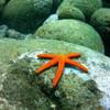 Picture taken during the dive
