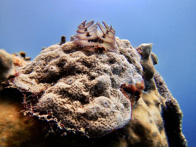 Atlantis Diving - Dive Center in Netherlands Antilles