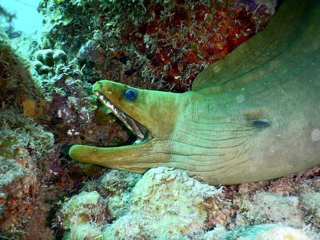 Atlantis Diving - Dive Center in Netherlands Antilles