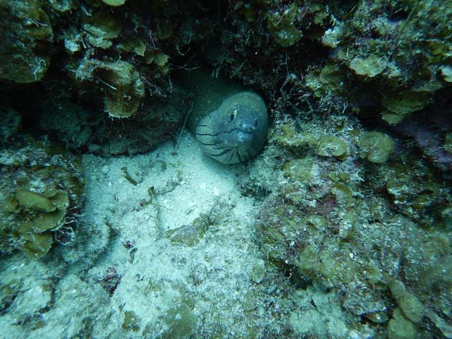 Divewederfoort - Dive Center in Netherlands Antilles