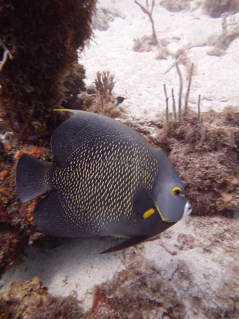 Atlantis Diving - Dive Center