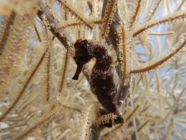 Relaxed Guided Dives - Dive Center