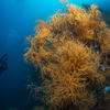Picture taken during the dive