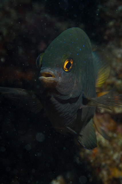 Savedra Dive Center - Dive Center in Filipinas