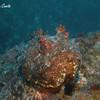 Picture taken during the dive