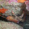Picture taken during the dive
