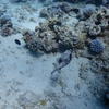 Picture taken during the dive