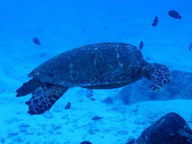 Whitetip Divers - Dive Center in 塞舌尔群岛