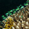 Picture taken during the dive