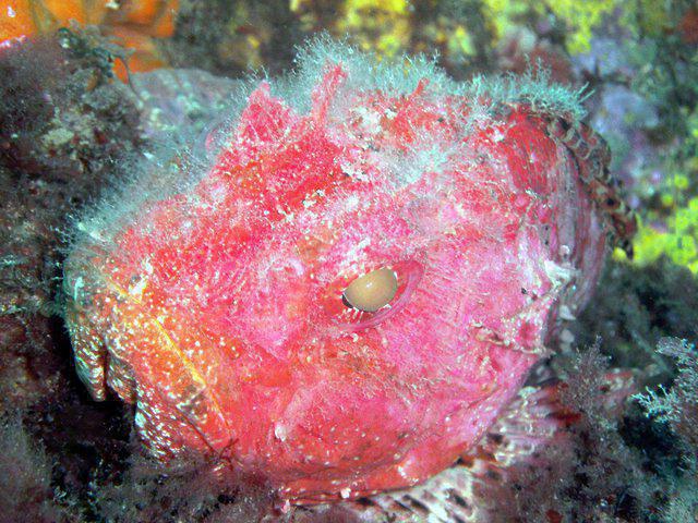 Buceo Hondarribia - Dive Center in Spain