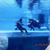 Picture taken during the dive