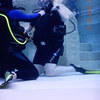 Picture taken during the dive