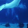 Picture taken during the dive
