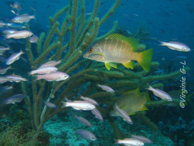 Plongée Immersion Caraïbes - Dive Center in Martinique