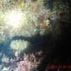 Picture taken during the dive