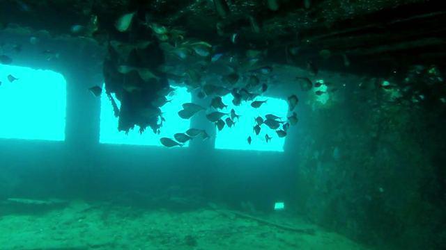 Dressel Divers Club - Dive Center in Dominican Republic