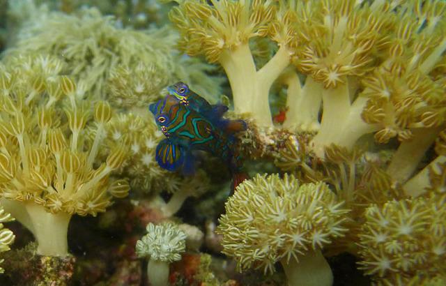 Plongee France-Komodo Sailing - Dive Center in Indonesia