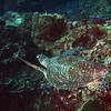 Picture taken during the dive