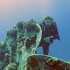 Picture taken during the dive