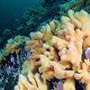 Picture taken during the dive