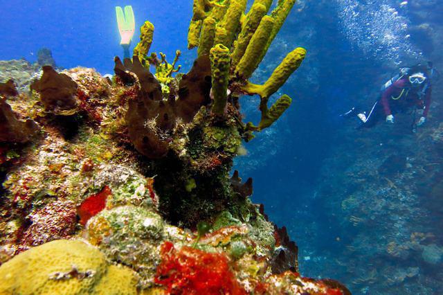 Aqua Safari - Dive Center in Mexico