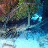 Picture taken during the dive