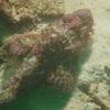 Picture taken during the dive