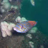 Picture taken during the dive