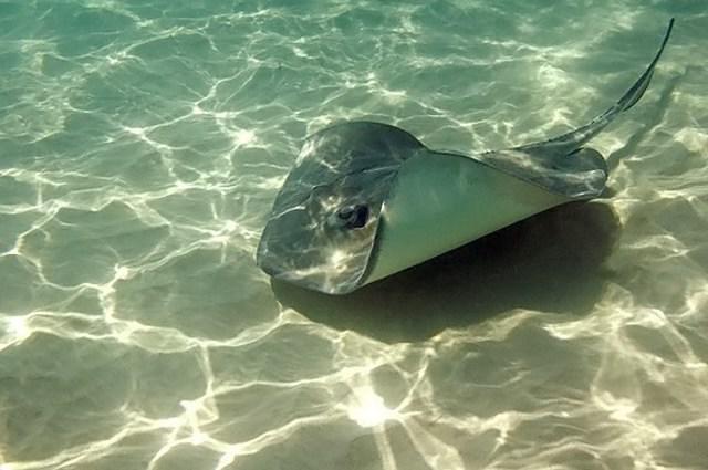 Seapro Divers Punta Cana - Dive Center in Dominican Republic