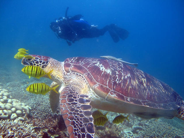 Sea Explorers-Dauin - Dive Center