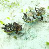Picture taken during the dive