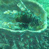 Picture taken during the dive