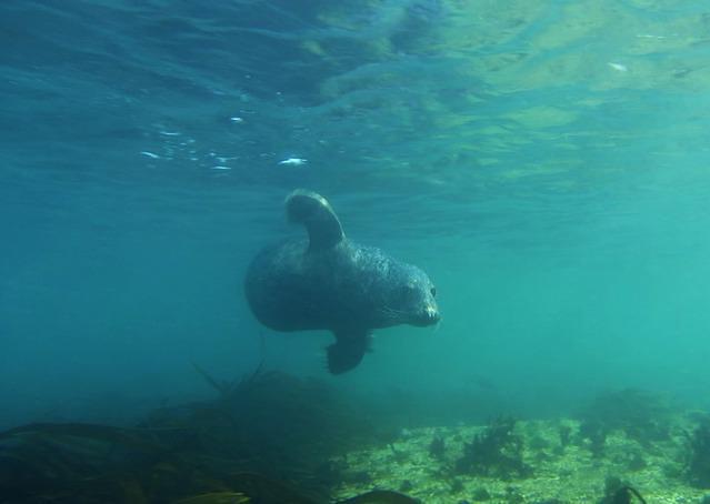 Porthkerris Divers - Dive Center in United Kingdom