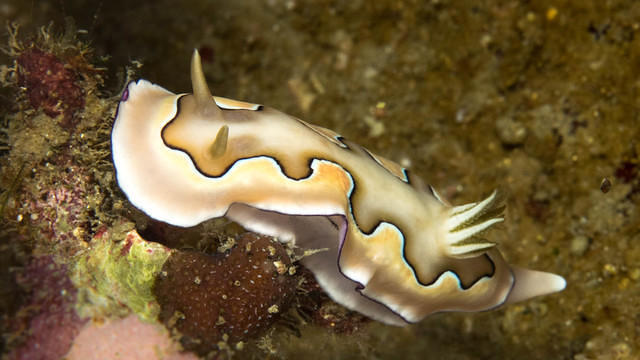 Diving in Malasia, Tioman Island & Pahang Marine Park - By Ramon