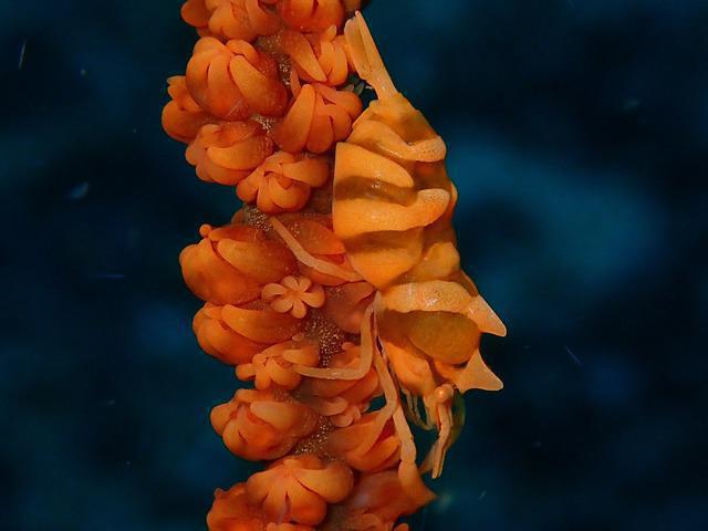 Diving in Manocmanoc, Philippines - By Jefflin Choi