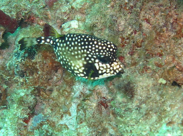 Lumbadive - Dive Center